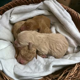 Goldendoodle Puppies from Mini Goldendoodles of New England