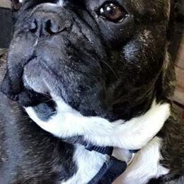 French Bulldogs from Kayla's Frenchies