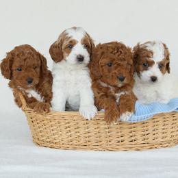 Cavapoo puppies from Hounds and Doodles