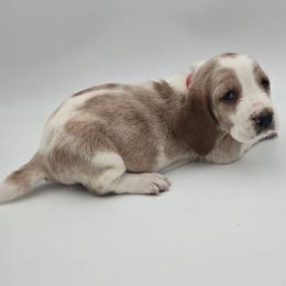 Red Collar - Lemon and white female Basset Hound puppy in Snow Camp, North Carolina from V's Southern Angels