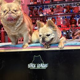 French Bulldog All Grown Up from Natal Frenchie Haus
