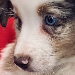 Tiger - Red merle Miniature Australian Shepherd puppy in City Island, New York from Tailormade Aussies