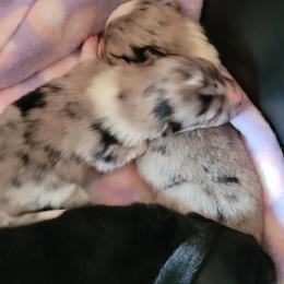 Pomeranian Puppies from Paradise Point Pomeranians
