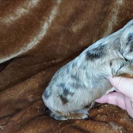 PAOLO - Dapple male Dachshund puppy in Swink, Oklahoma from Palali Farm