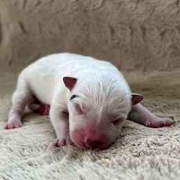 Female 4 - Blue female Australian Cattle Dog puppy in Irvington, Kentucky from Dry Valley’s Australian Cattle Dogs