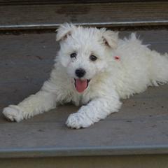 Pumi Puppies from Abiqua Pumik