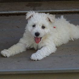 Pumi Puppies from Abiqua Pumik