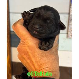 Ron - Black male Labrador Retriever puppy in Sullivan, Missouri from O’Dell Labs
