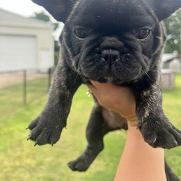 Coco - Brindle and white female French Bulldog puppy in Nora Springs, Iowa from Summit View Frenchies