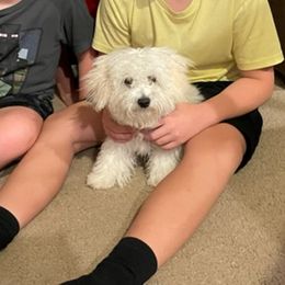 Max - White male Maltipoo puppy in Peekskill, New York from Dorothy Bunch's Maltipoos
