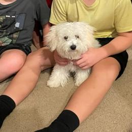 Max - White male Maltipoo puppy in Peekskill, New York from Dorothy Bunch's Maltipoos