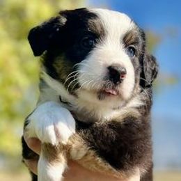 Aussiedoodles and Australian Shepherds from Firefly Horse Co