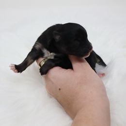 Snicker - Black and tan parti male Pomeranian puppy in Concord, California from Eelan’s Poms