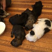 Lowchen Puppies from Ashford Kennel