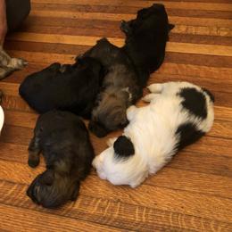 Lowchen Puppies from Ashford Kennel