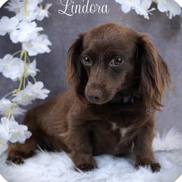 Lindora - Dachshund