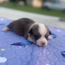 Red - White and red male Pembroke Welsh Corgi puppy in Beulaville, North Carolina from Windy Acres Pembroke Welsh