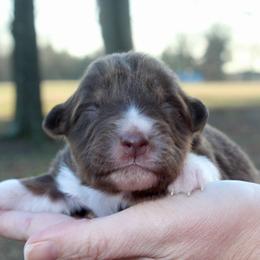 Chococat - Red tri-color female Australian Shepherd puppy in Star City, Arkansas from Circle P Farm Australian Shepherds