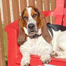Beagles from Kastel-Beagles