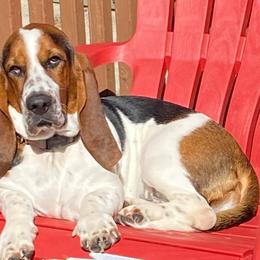 Beagles from Kastel-Beagles