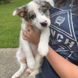 Border Collie Puppies from On Q Border Collies