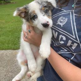 Border Collie Puppies from On Q Border Collies