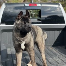 Akita from Rocky Mountain Akitas