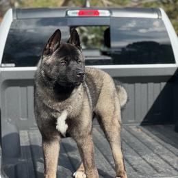 Akita from Rocky Mountain Akitas