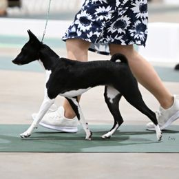 Dashie - Basenji