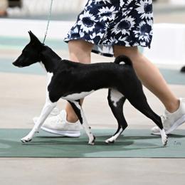 Dashie - Basenji