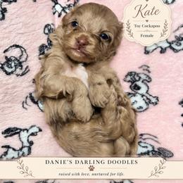 Kate - Merle female Cockapoo puppy in Otisville, Michigan from Danie’s Darling Doodles LLC