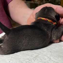 Fire - Pug puppy from Kismet Kennels, Exclusively Pugs
