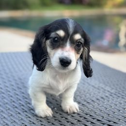 Daisy - Piebald female Dachshund puppy in Early, Texas from Ryan House Dachshunds