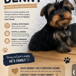 Benny 2 - Black and gold male Yorkshire Terrier puppy in Cape Coral, Florida from Katherine’s Yorkies and Poodles