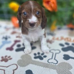 Ember - Piebald female Dachshund puppy in Grant, Michigan from Low Down Dashchuand