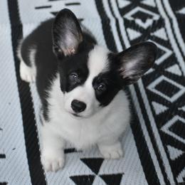 Turbo - Full Throttle Litter - Brindle and white male American Corgi puppy in Lithia, Florida from Diamondcrest Inc
