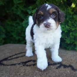 Ike - Brown and white male Cockapoo puppy in Shipshewana, Indiana from Home Raised Cockapoos