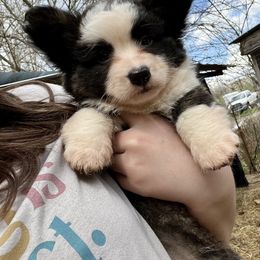 Cardigan Welsh Corgi and Pembroke Welsh Corgi Puppies from High Hopes Farm