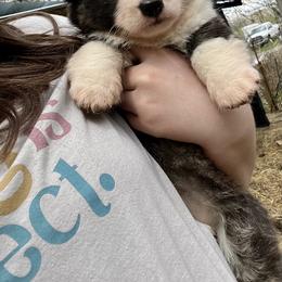 Cardigan Welsh Corgi and Pembroke Welsh Corgi Puppies from High Hopes Farm