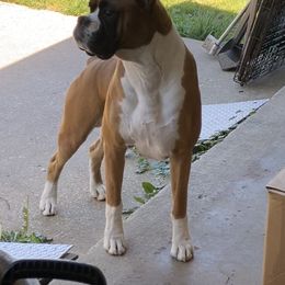 Boxer Puppies from Schaible's Boxer Huddle