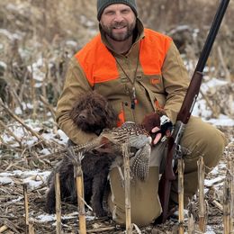 Jana - Wirehaired Pointing Griffon