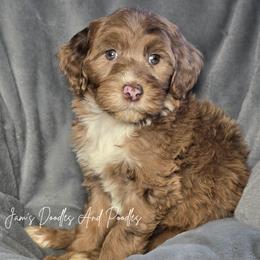 Gasoline - Merle female Sheepadoodle puppy in Cleveland, Georgia from Jam's Doodles And Poodles
