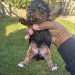 Puppy 1 - Blue and gold male Yorkshire Terrier puppy in Pomona, California from Carbajal Yorkshire Terriers