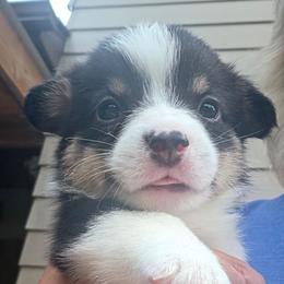Slinky - Black and tan male Pembroke Welsh Corgi puppy in New Douglas, Illinois from Millerbaughs Country Corgis