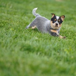 Australian Cattle Dog and Collie Puppies from Blackberry Hills