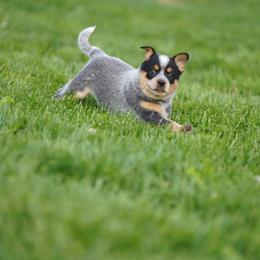Australian Cattle Dog and Collie Puppies from Blackberry Hills
