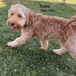Tumi - CM0551 - Caramel male Australian Labradoodle puppy in Easley, South Carolina from Royal Diamond Labradoodles