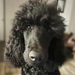 Diesel - Poodle