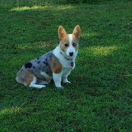American Corgi and Pembroke Welsh Corgi Puppies from 101 Corgis