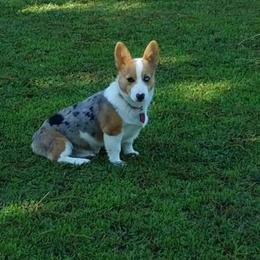 American Corgi and Pembroke Welsh Corgi Puppies from 101 Corgis